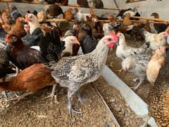 Golden Misri 4 months old vaccinated 200+ piece available