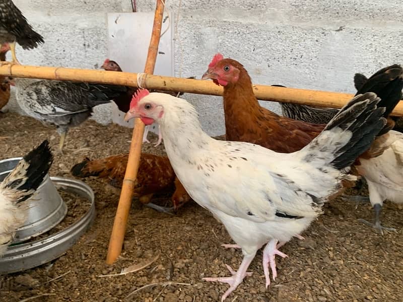 Golden Misri 4 months old vaccinated 200+ piece available 2