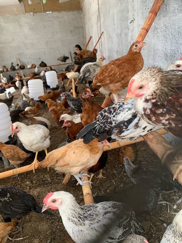 Golden Misri 4 months old vaccinated 200+ piece available 3