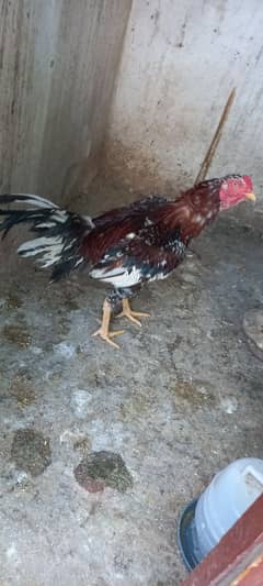 Ayam Cemani aseel with iron cage for sale