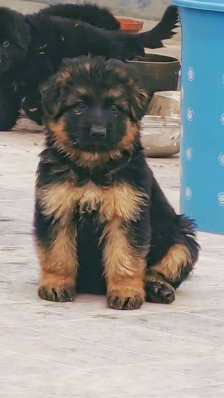 German shepherd Puppy Long Cot Male for Sale 0