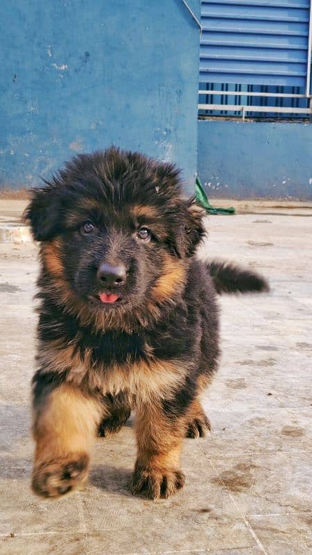 German shepherd Puppy Long Cot Male for Sale 1