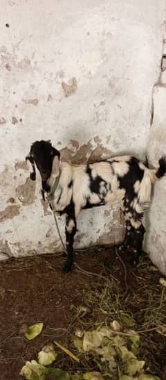 goat for sale