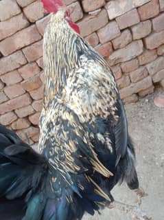 Dafan