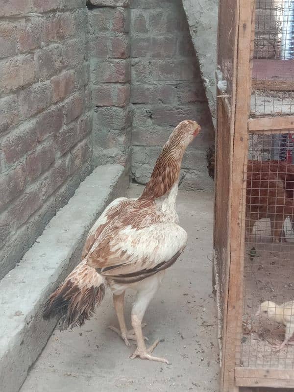 java aseel with three hens 1