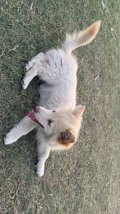 russian long hair male puppy for sale