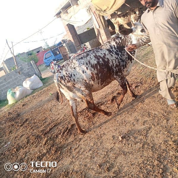 worker required single ya with family 0