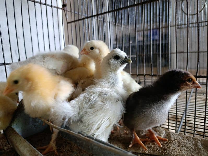 silkie goldens buff heavy white buff heavy chicks and eggs 0