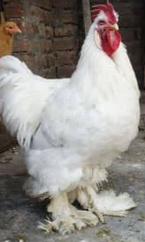 silkie goldens buff heavy white buff heavy chicks and eggs 1