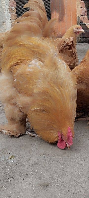 silkie goldens buff heavy white buff heavy chicks and eggs 2