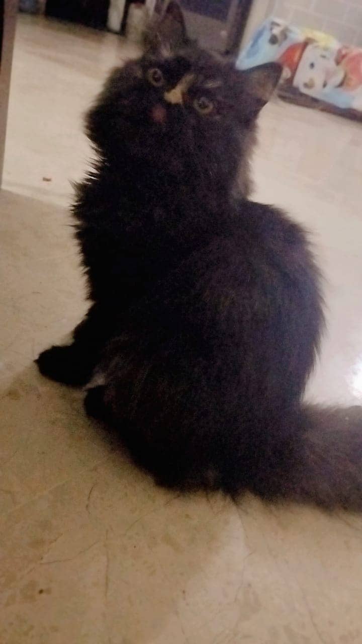 01 Persian Cats Pair 07 Months age approx 1