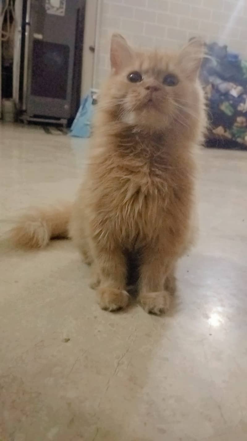 01 Persian Cats Pair 07 Months age approx 2