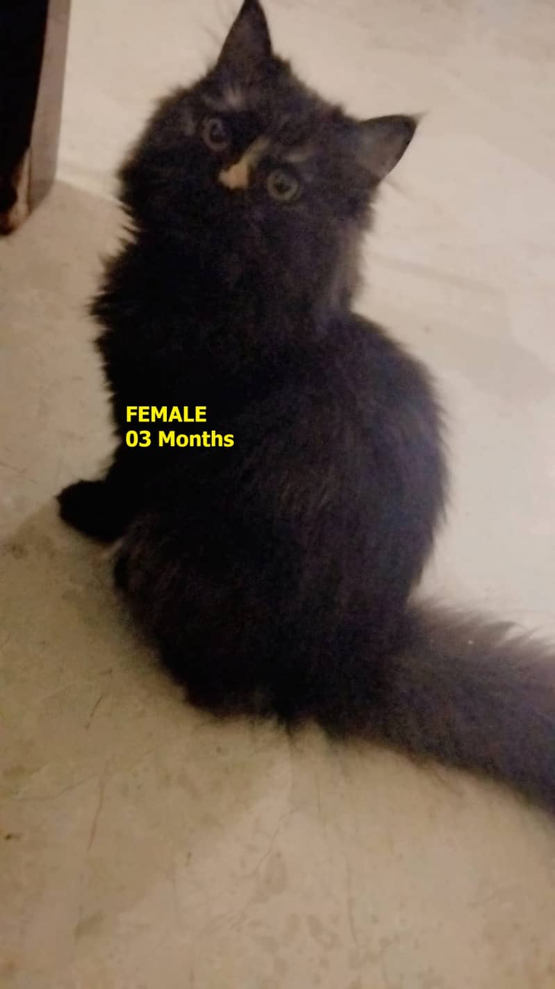 01 Persian Cats Pair 07 Months age approx 3