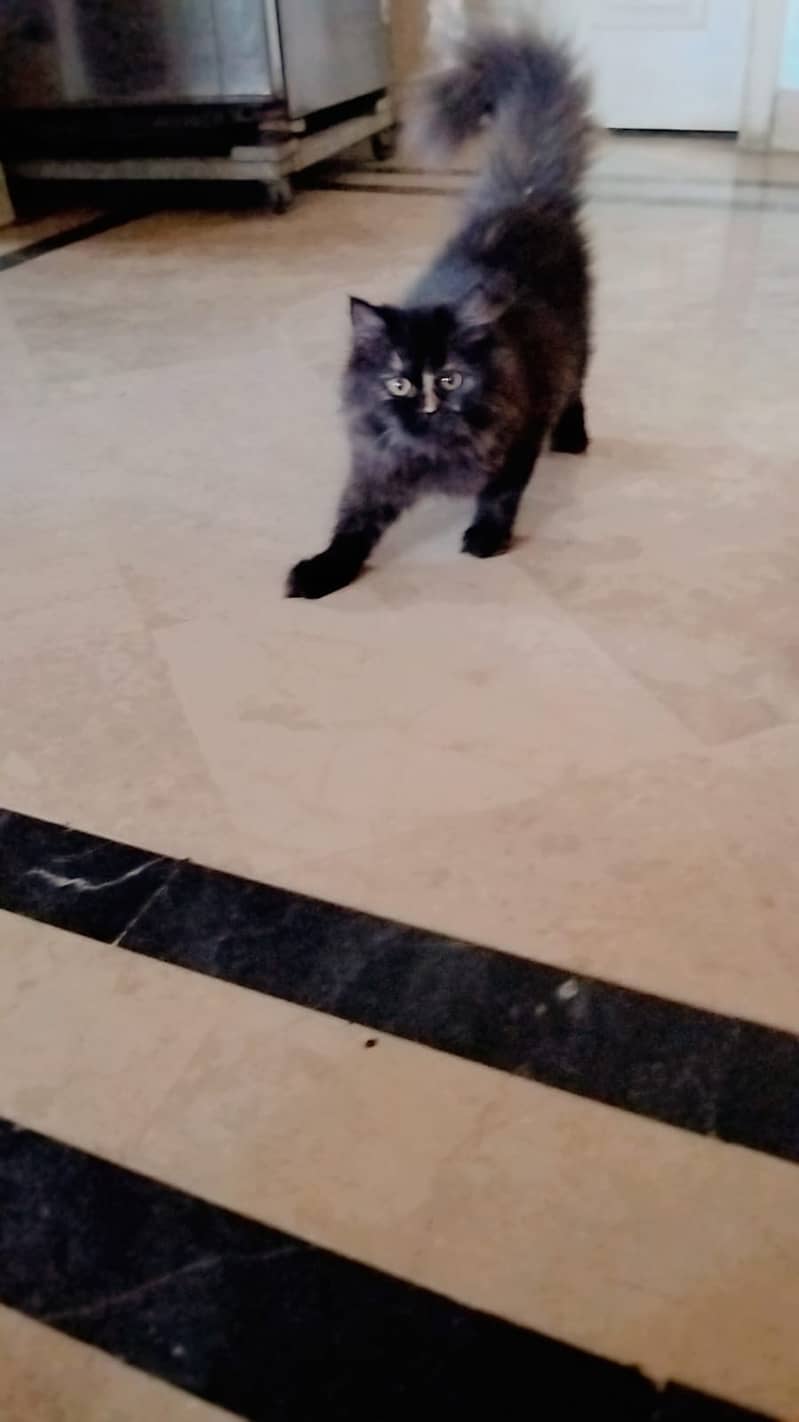01 Persian Cats Pair 07 Months age approx 4