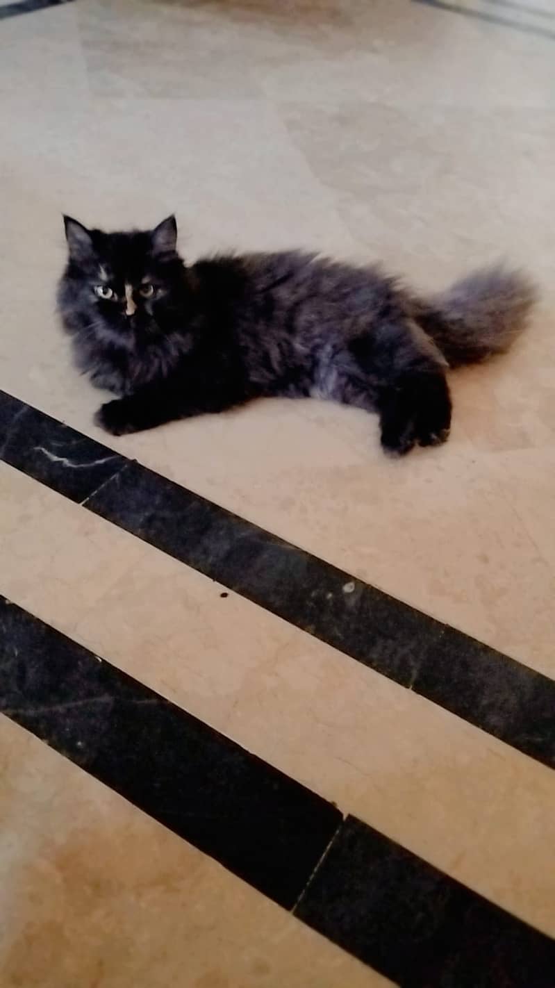 01 Persian Cats Pair 07 Months age approx 5