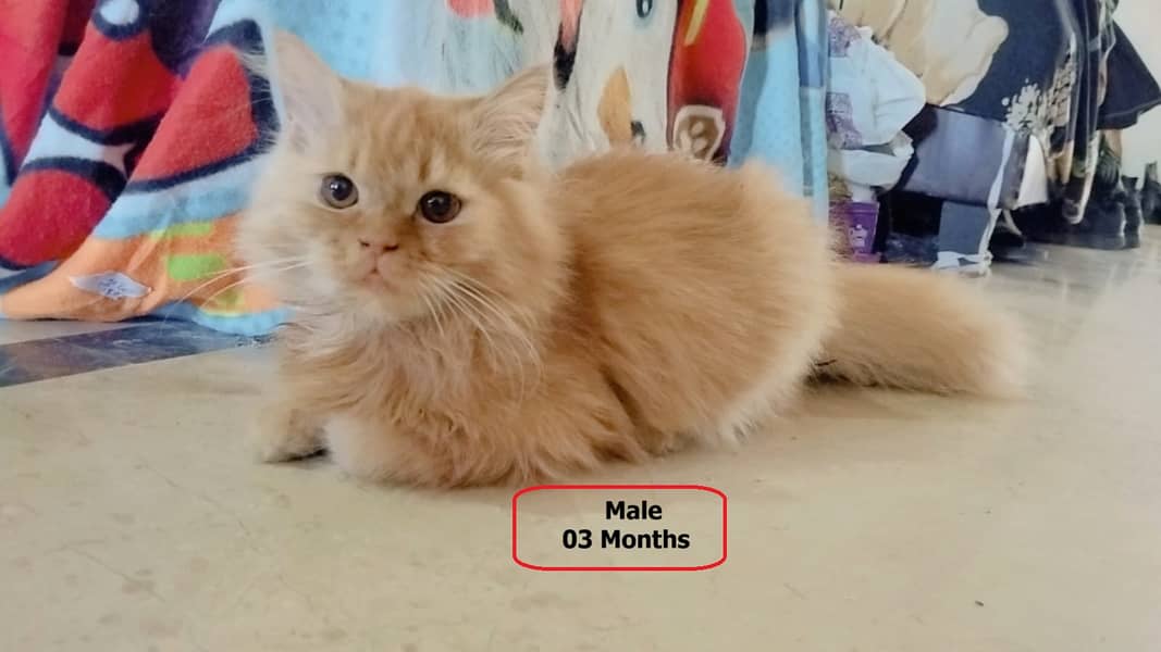 01 Persian Cats Pair 07 Months age approx 6