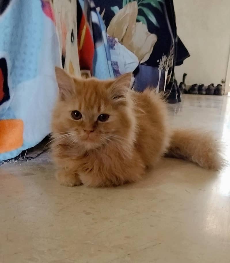 01 Persian Cats Pair 07 Months age approx 7