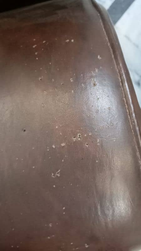Cannon Primax sofa-cum bed model d4 15