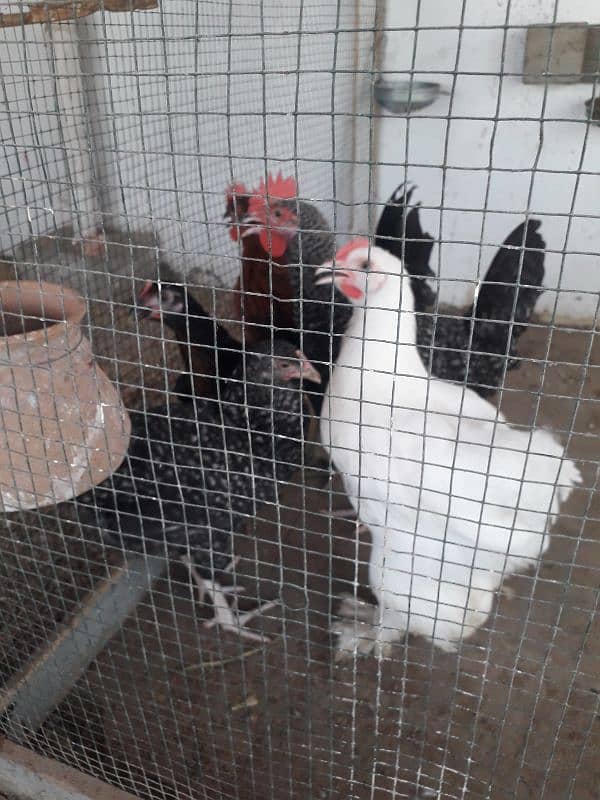Australorp 01 + Ayam cemani 02 + desy murga murgy 1