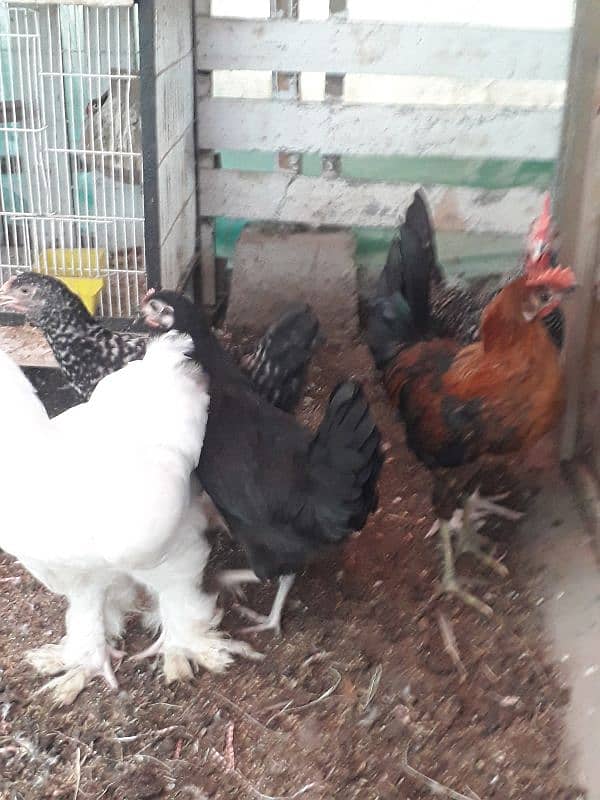 Australorp 01 + Ayam cemani 02 + desy murga murgy 2