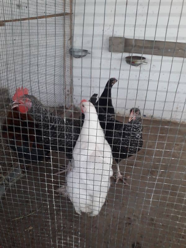 Australorp 01 + Ayam cemani 02 + desy murga murgy 3
