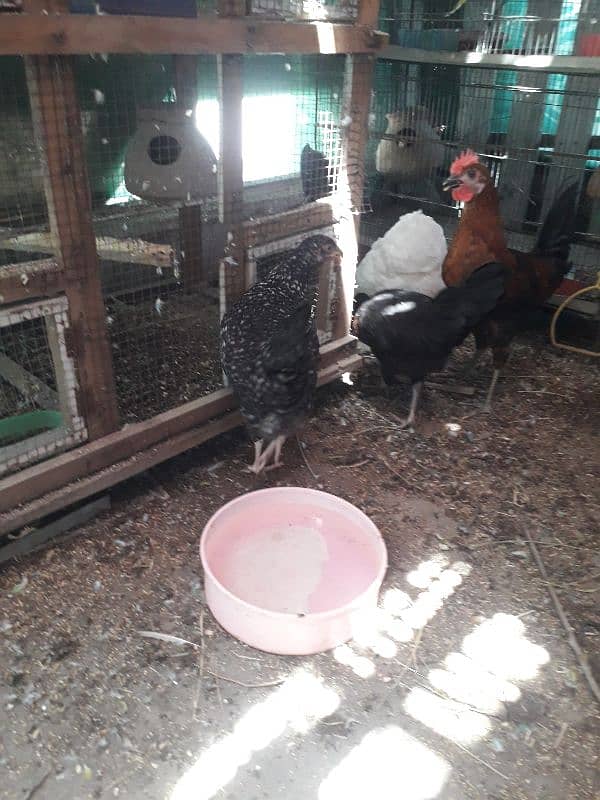 Australorp 01 + Ayam cemani 02 + desy murga murgy 5