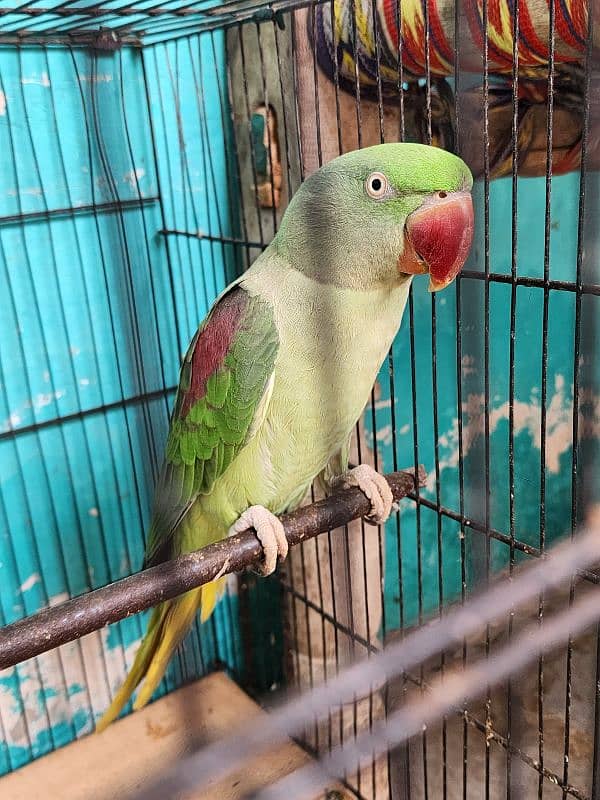 raww jora for sell male talking 1