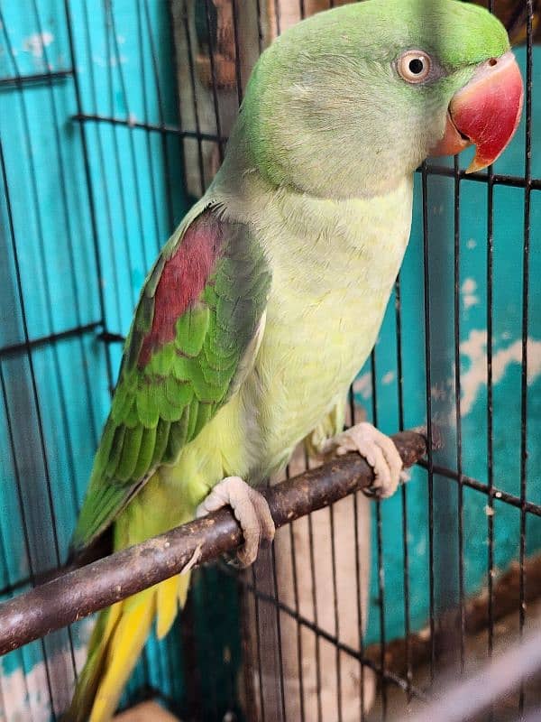 raww jora for sell male talking 2