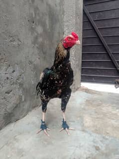 aseel murga