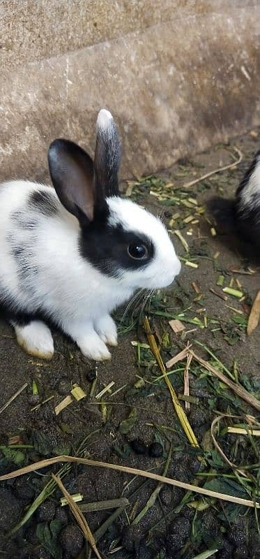 rabbits pairs for sale 03259406011 whatsapp 1
