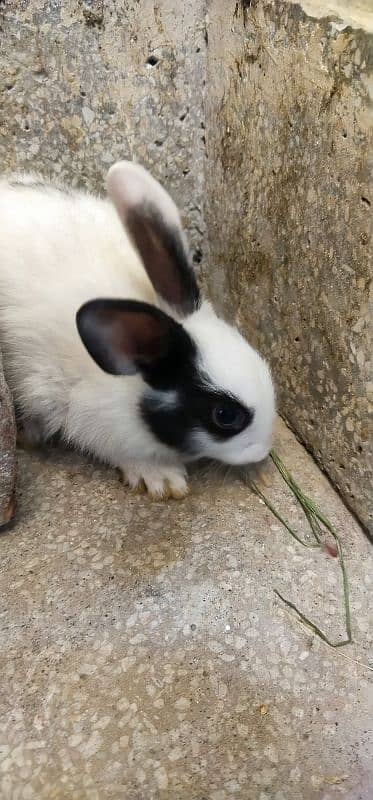 rabbits pairs for sale 03259406011 whatsapp 4
