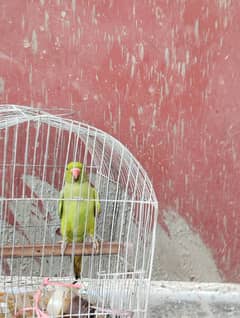 2 years female ringneck