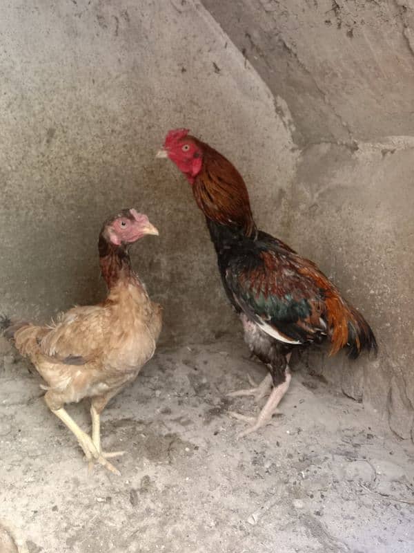mianwali aseel 1  pair or 8 chuzy  Hain 3