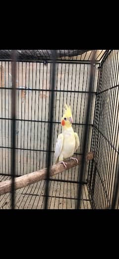 cocktail 2  females are  available