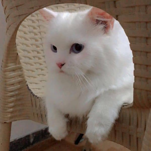 pure Persian cat and kitten 0
