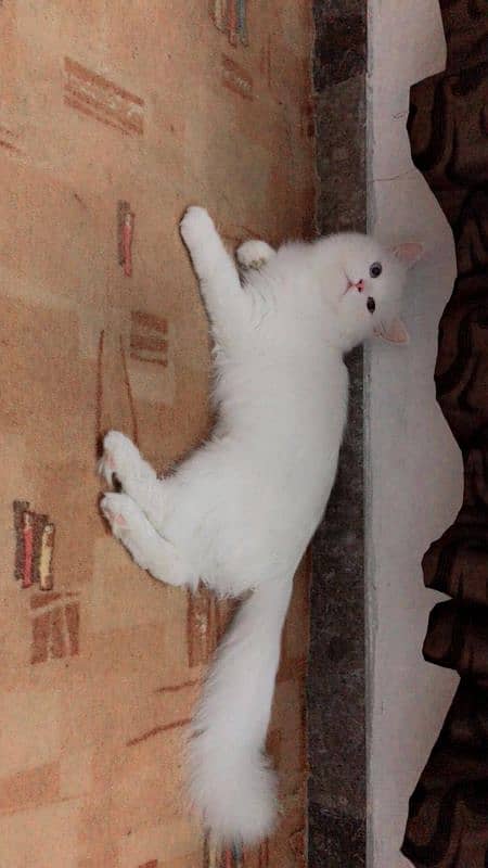 pure Persian cat and kitten 1
