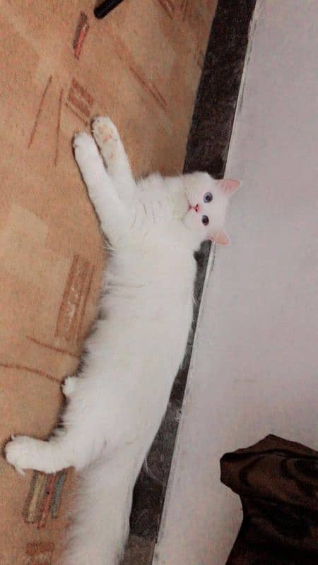 pure Persian cat and kitten 2