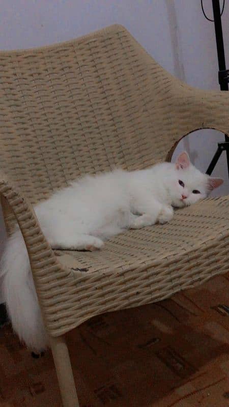 pure Persian cat and kitten 4