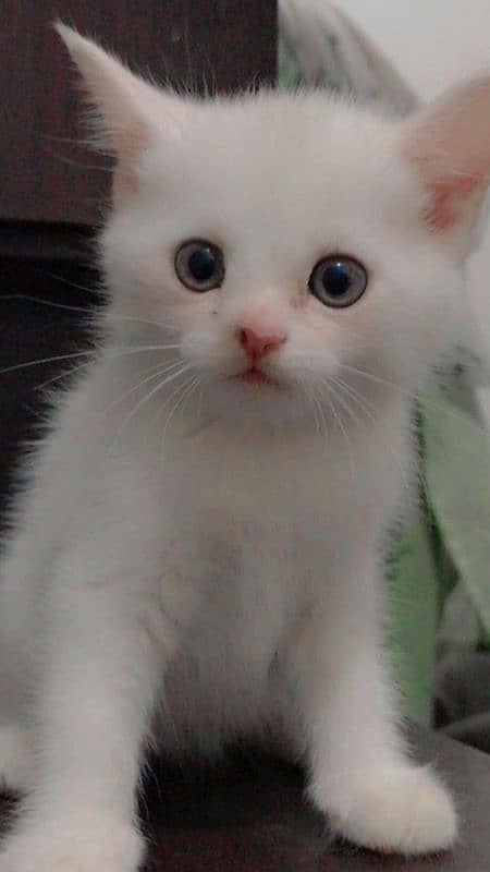 pure Persian cat and kitten 5