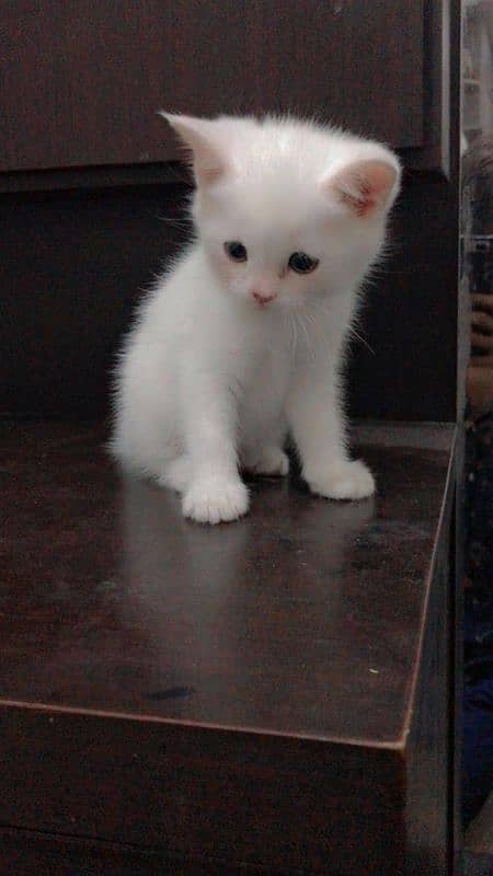 pure Persian cat and kitten 6