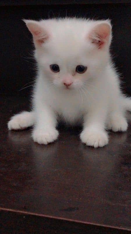 pure Persian cat and kitten 7