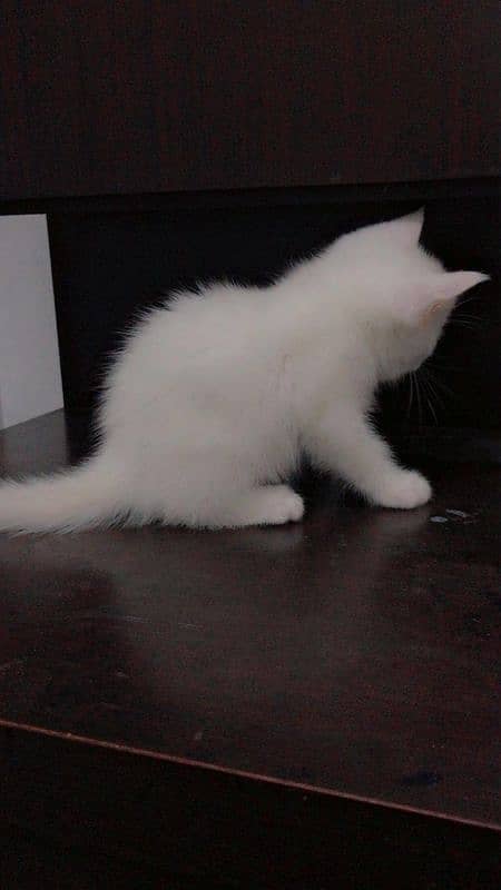 pure Persian cat and kitten 8