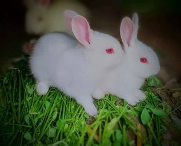 Rabbits 0
