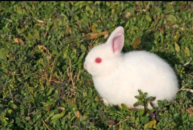 Rabbits 1