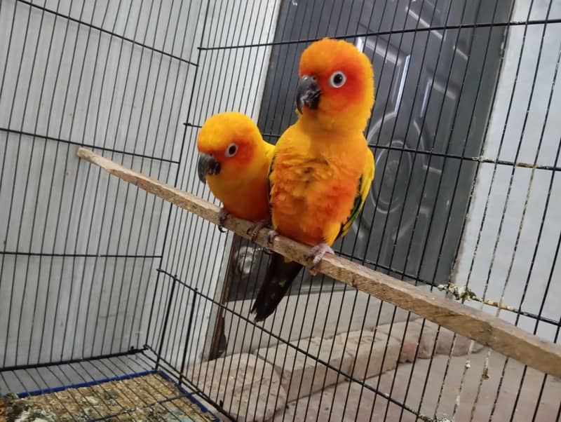 Sunconure Proven Breeder pair with Complete Setup(cage, breeding box) 0