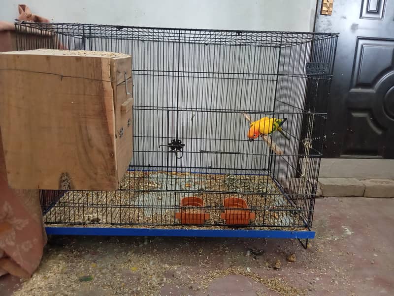 Sunconure Proven Breeder pair with Complete Setup(cage, breeding box) 1