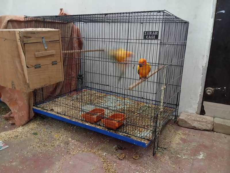 Sunconure Proven Breeder pair with Complete Setup(cage, breeding box) 2
