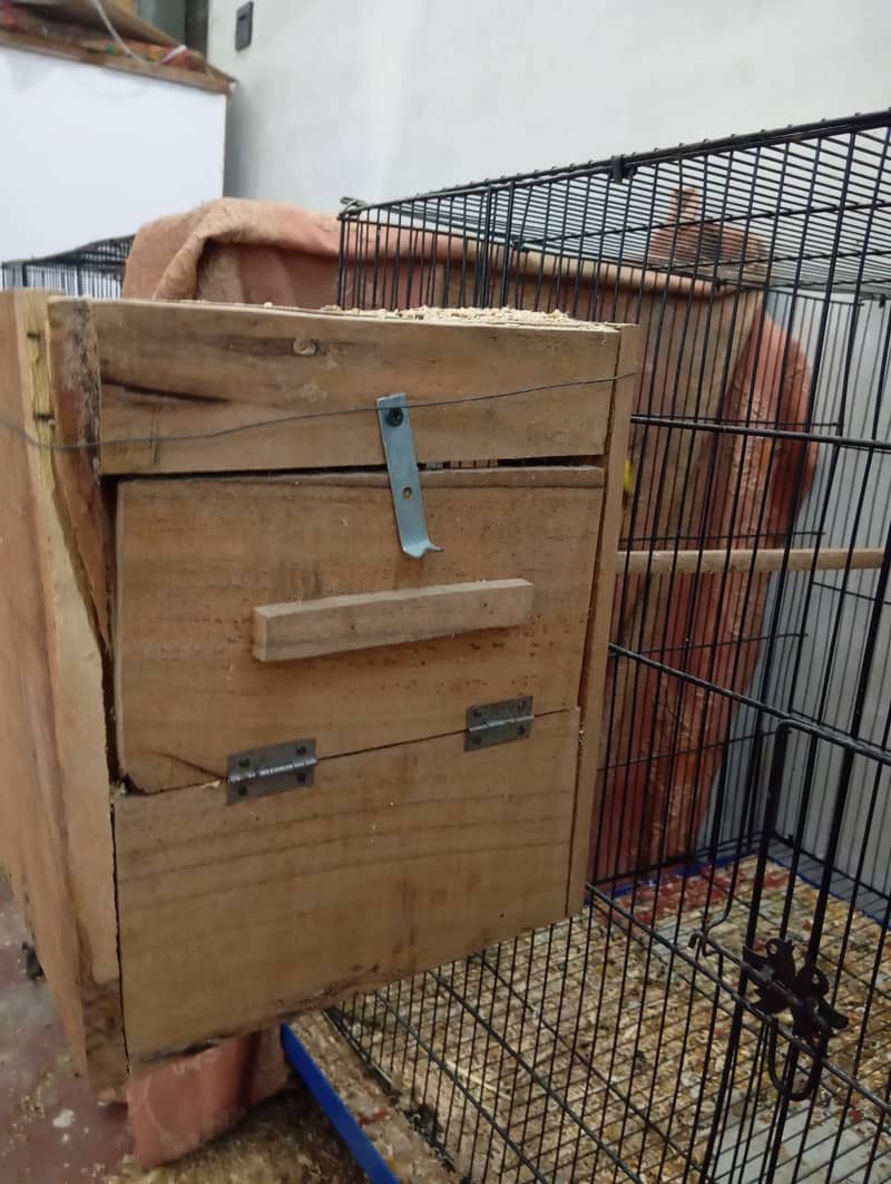 Sunconure Proven Breeder pair with Complete Setup(cage, breeding box) 3