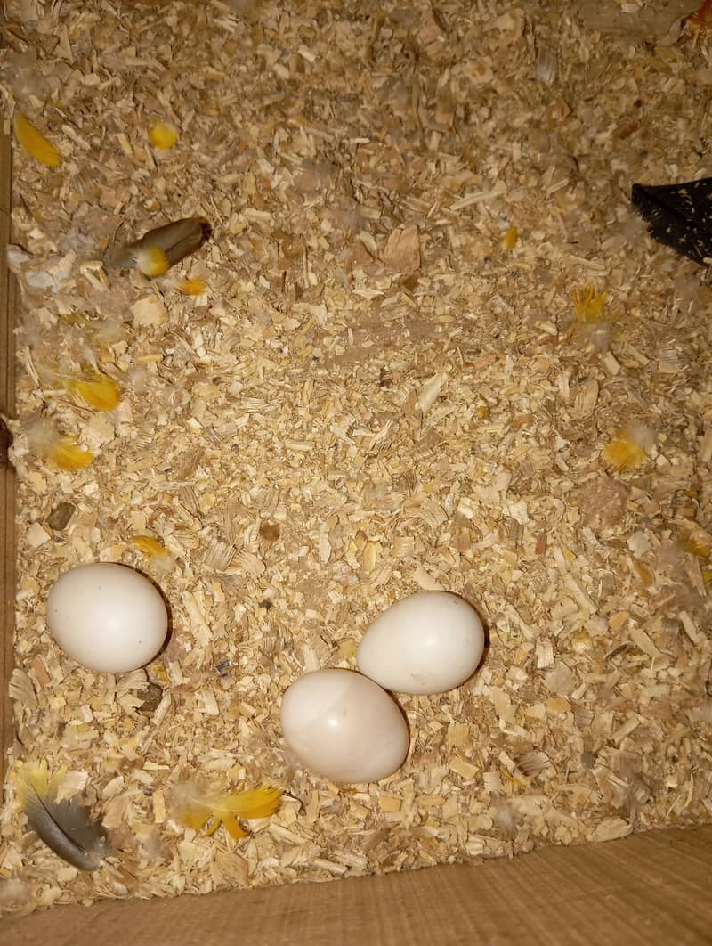 Sunconure Proven Breeder pair with Complete Setup(cage, breeding box) 4