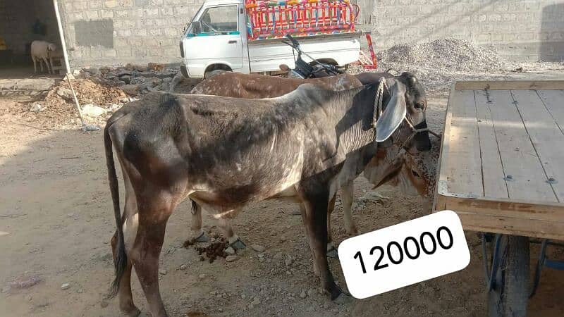 Al Sheikh Cattle Farm 0